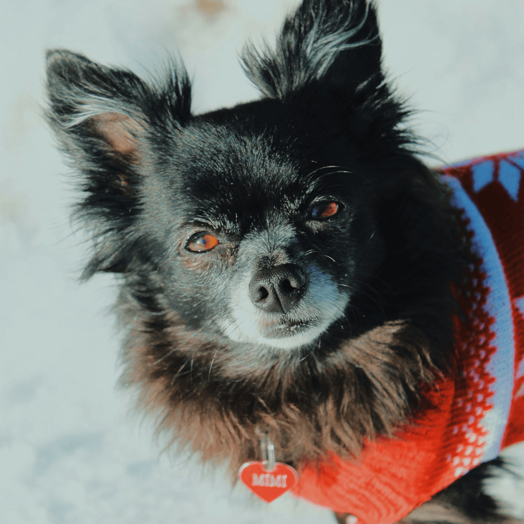 a dog