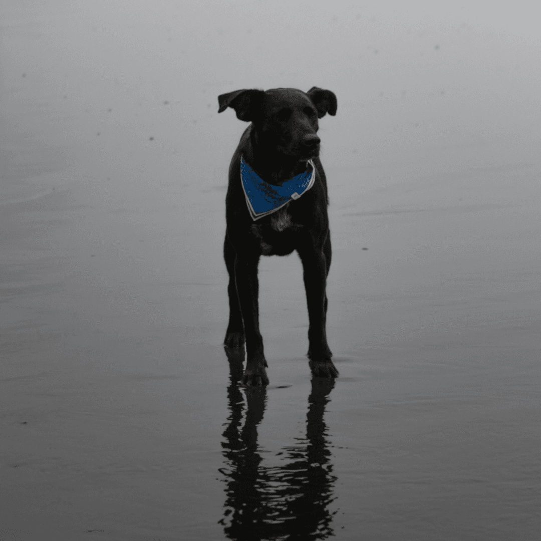 a dog